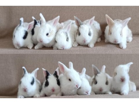 25 günlük sevimli tavşan yavruları (tamamen insancıl)