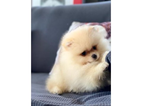Pomeranian yavruları sizleri bekliyor