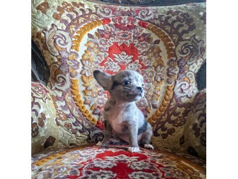 Nadir bulunan merle chihuahua dişi yavrular