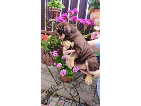 Sitenin en renkli en mütevazi bulldog şekerleri