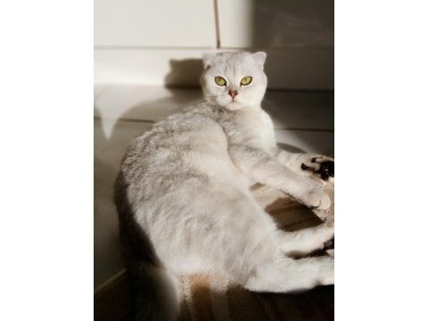 Scottish fold silver