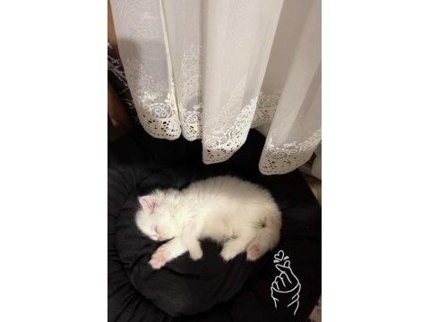 2 aylık scottish fold yavru