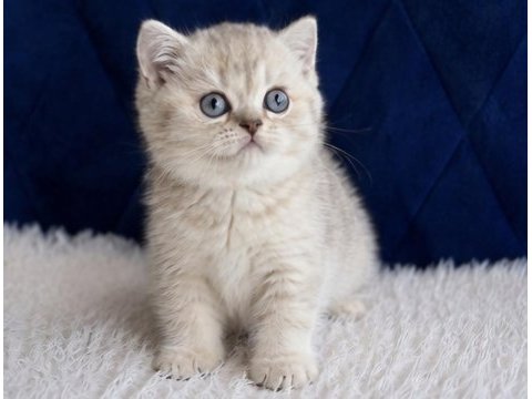 British shorthair silver yavrular