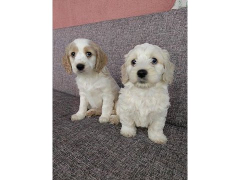 Toy poodle ve charles ten cavapoo