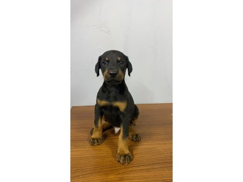 Estetikli veya estetiksiz doberman yavrular