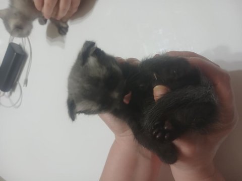 Yavru kedi siyam ile scottish kırık kulak yavruları