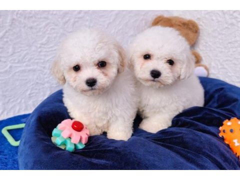 Gerçek kıvır kıvır inanilmaz kalite bichon frise