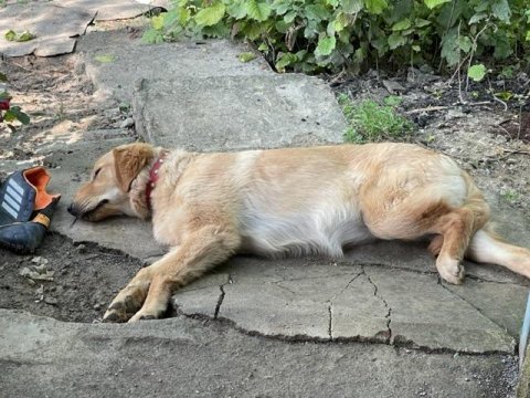Saf kan malinois ve golden