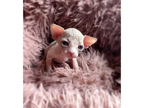 Top quality sphynx (pedigreed)