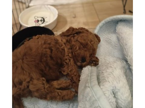Irk ve sağlık garantili poodle bebekler