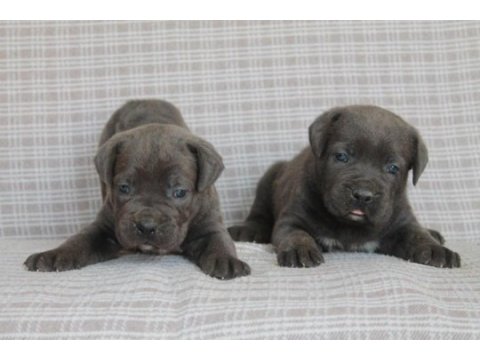 Benim cane corso köpeğim