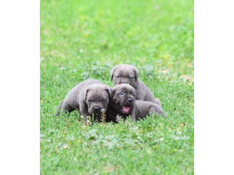 Heybetli ırk garantili cane corso yavrular