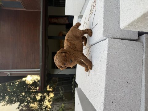 Kore kan toypoodle