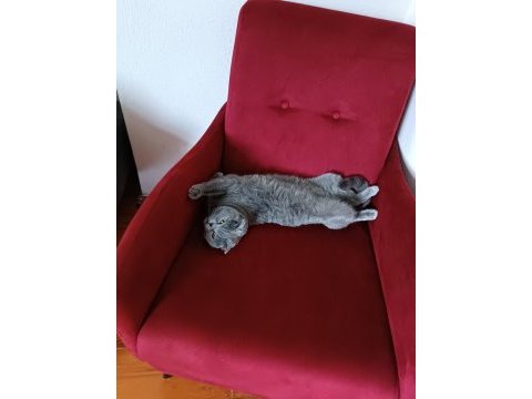 1.5 yaşında scottish fold