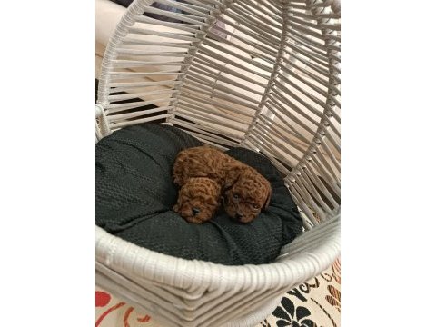 Son iki adet kaldı toy poodle teacap