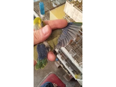 Forpus papağanı yavruları erkek