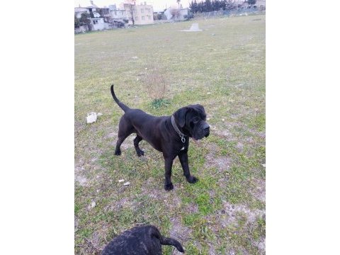 Show kalitede cane corso yavrular fcı/kıf a şecere