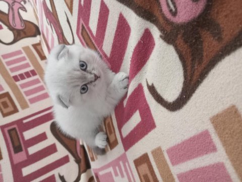 Kedim scottish fold blue point
