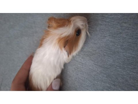 Sheltie ginepig 3 aylık
