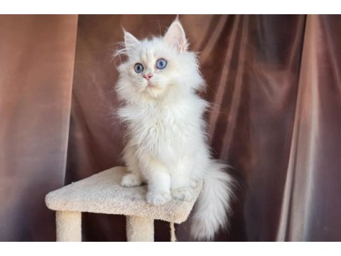 Beyaz british longhair koca kafa