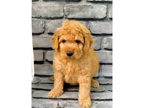Gerçek orjinal maltipoo bebekler poodle ayarında