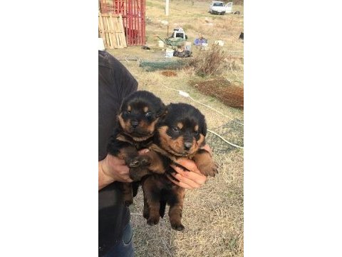 A klass rottweiler yavruları