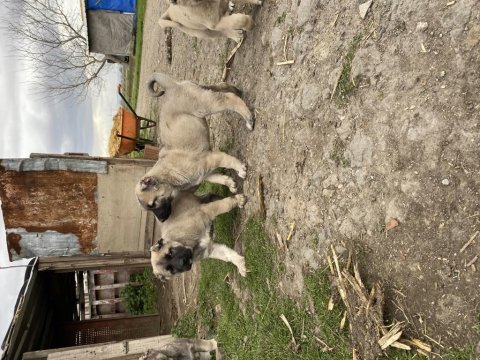 Mükemmel anatomi kangal yavrular