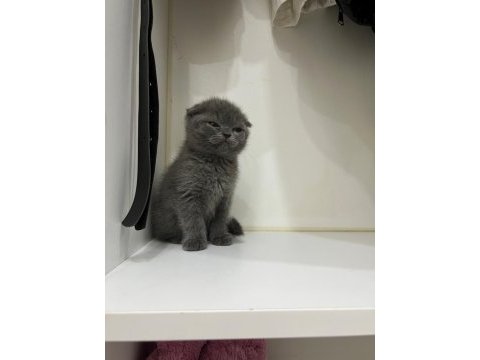 2 aylık scottish fold yavrumuza yuva arıyoruz