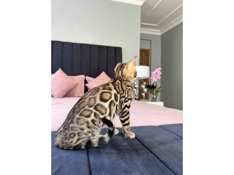 Show class bengal kedisi dişi 3 aylık