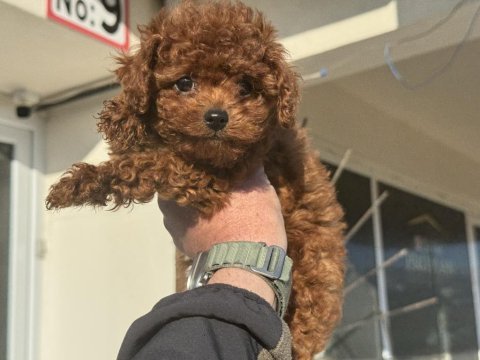 Petmode köpek çiftliğinden tea cup kore poodle