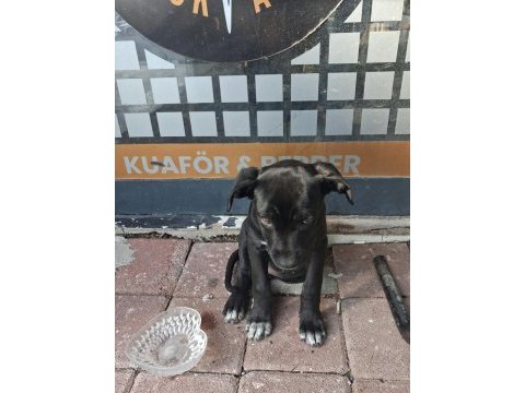 Alerjim olduğu için köpeğimi sahiplendiriyorum