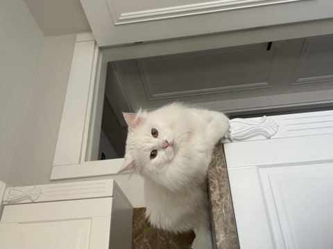 2 yaşında british longhair sahiplendirilecektir