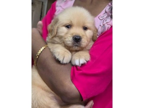 Golden retriever bebeklerim yeni ailesini arıyor