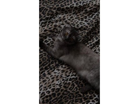 Çok sevecen uysal scottish fold