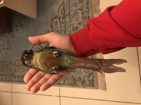 Evcil tuvalet eğitimli konur papağanı