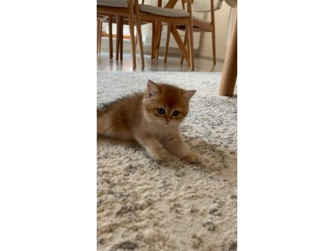 British shorthair golden shaded 2 aylık yavru dişi