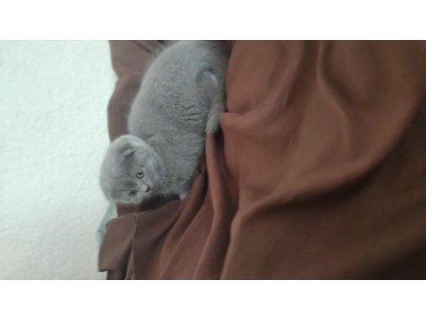 Scottish fold erkek yavru