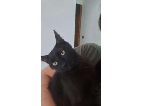 Oyuncu bombay kedisi