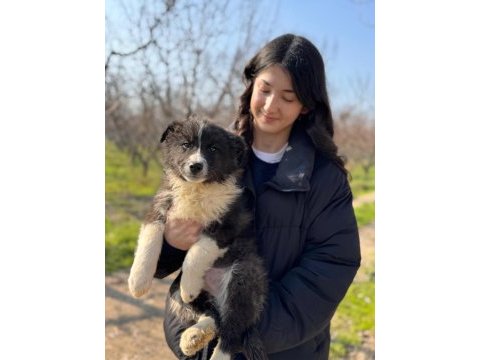 Border collie böyle yavru görülmedi