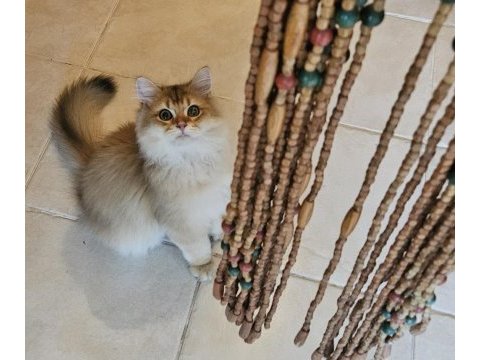 Golden british longhair bebeğimiz