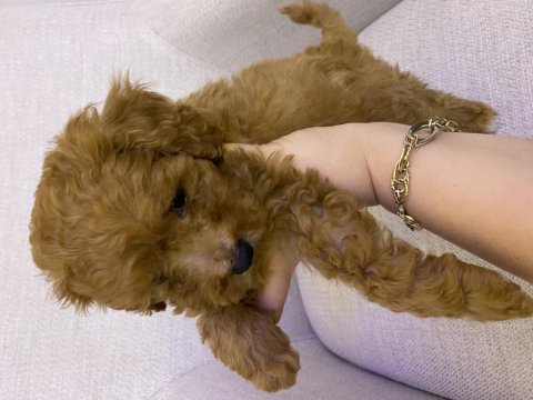 Toy poodle erkek yavru