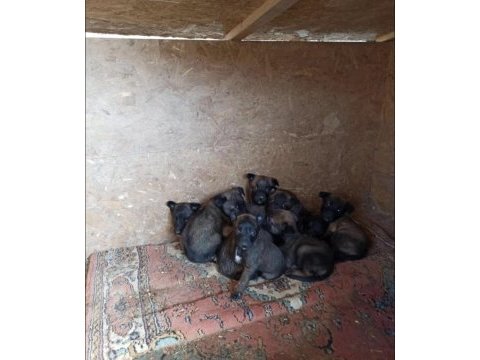 1 aylık erkek safkan belçika kurdu