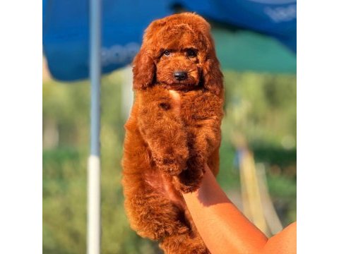 Kuyruksuz poodle