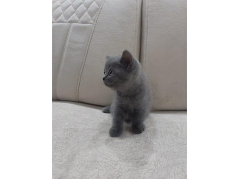 British shorthair yavrular