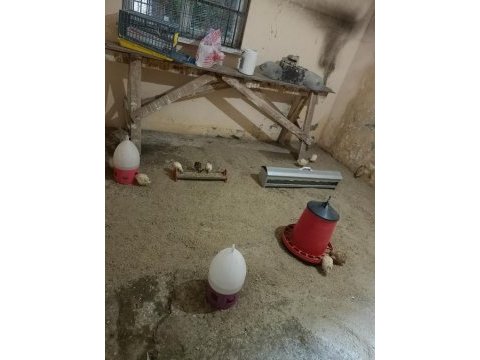 32 tane satılık bıldırcın