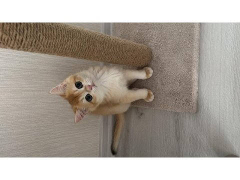 British gold shorthair