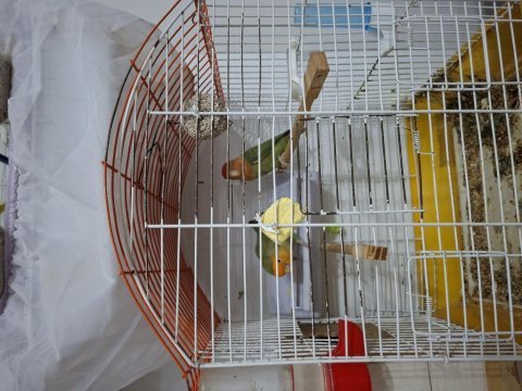 Genç çift sağlıklı sevda papağanlar