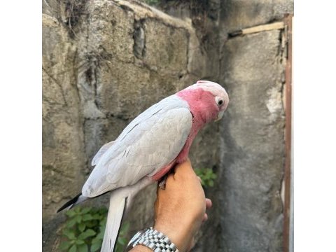 Evcil gül kakadu papağanı