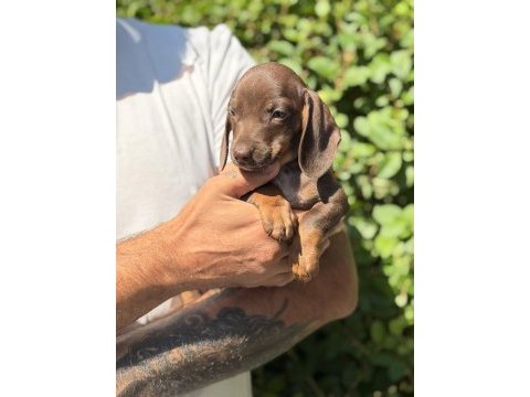 Chocolatte tan yeşil gözlü dachshund yavrumuz