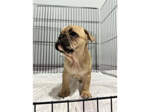 Fransız bulldog 2,5 aylık